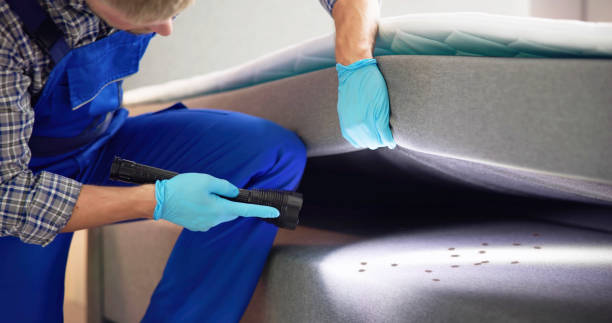 Wasp Removal Services in Brunswick, OH