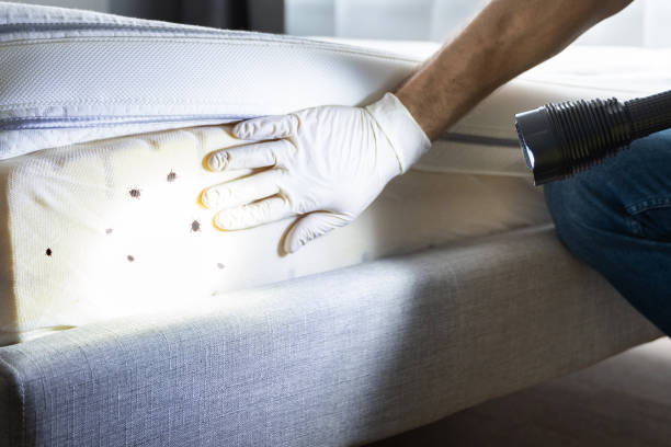 Best Local Pest Control Services  in Brunswick, OH