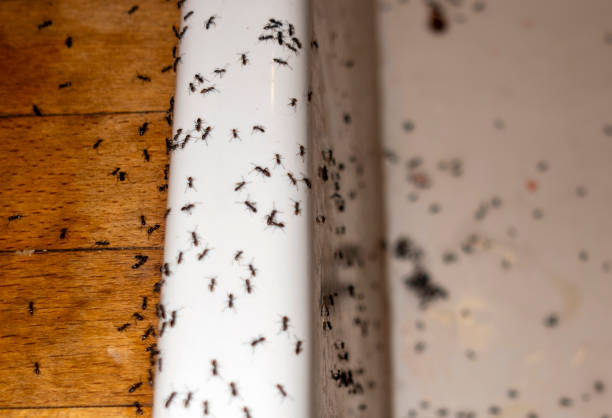 Professional Pest Control in Brunswick, OH