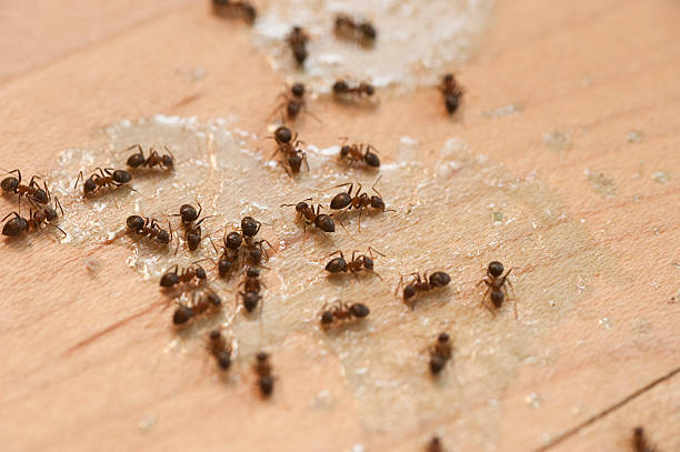 Best Cockroach Control Services  in Brunswick, OH